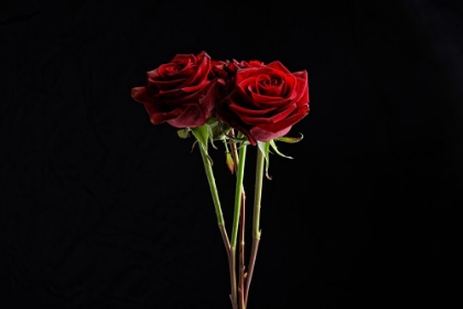 Picture of RED ROSE