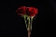 Picture of RED ROSE