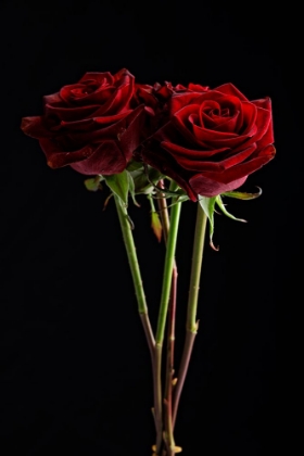 Picture of RED ROSE