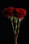 Picture of RED ROSE