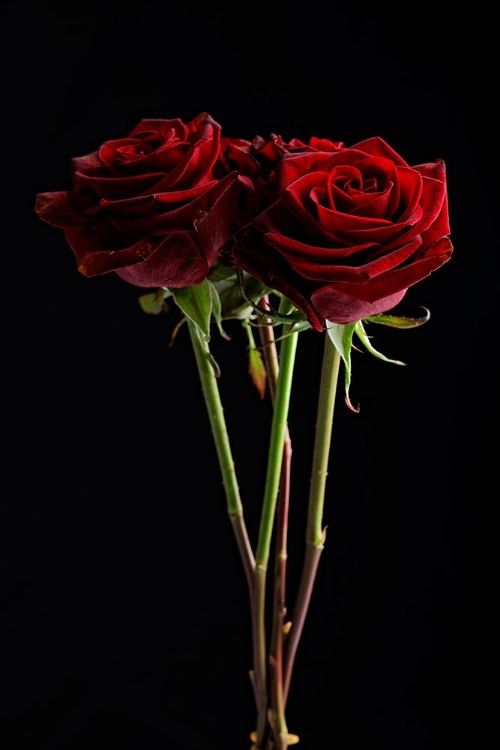 Picture of RED ROSE