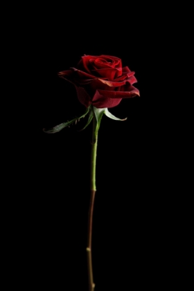 Picture of RED ROSE