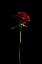 Picture of RED ROSE