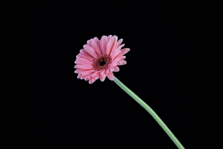 Picture of BEAUTIFUL FLOWER IN FRONT OF BLACK BACKGROUND