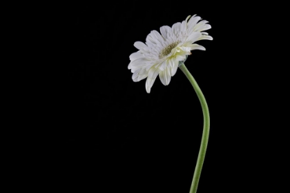 Picture of BEAUTIFUL FLOWER IN FRONT OF BLACK BACKGROUND