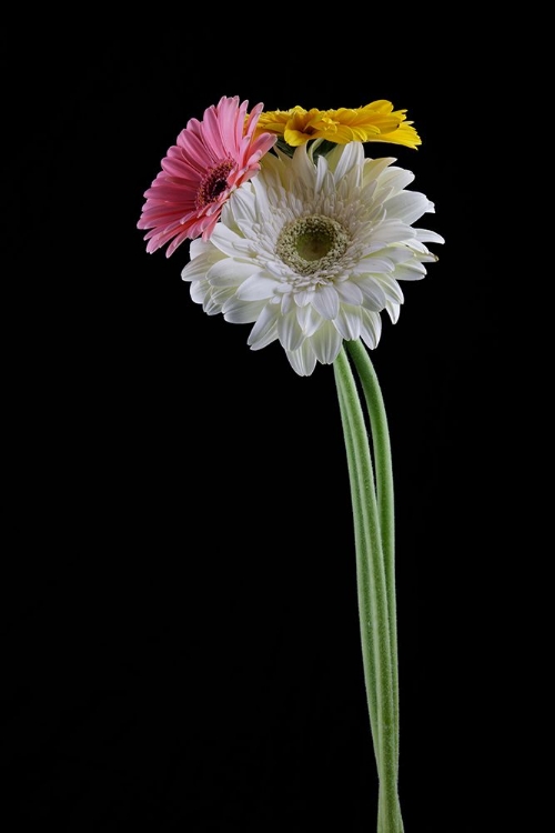Picture of BEAUTIFUL FLOWER IN FRONT OF BLACK BACKGROUND