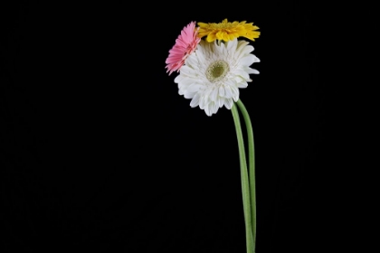 Picture of BEAUTIFUL FLOWER IN FRONT OF BLACK BACKGROUND