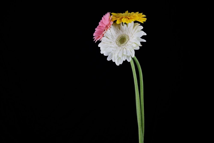 Picture of BEAUTIFUL FLOWER IN FRONT OF BLACK BACKGROUND