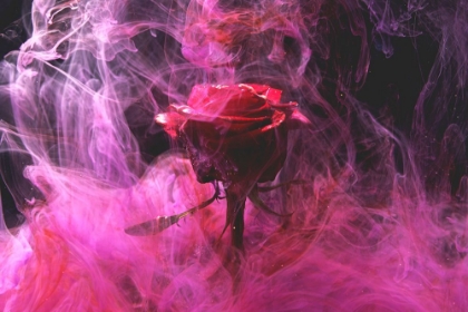 Picture of RED ROSE AND INK IN WATER