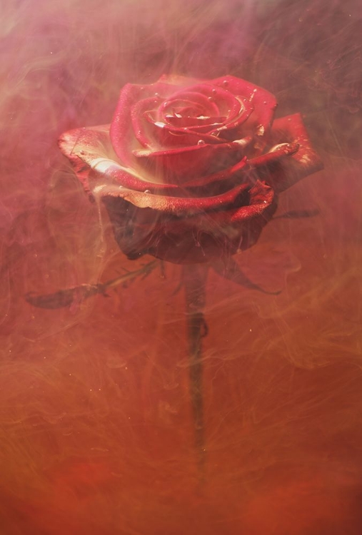 Picture of RED ROSE AND INK IN WATER