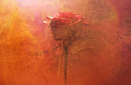 Picture of RED ROSE AND INK IN WATER