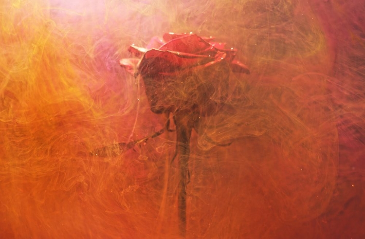 Picture of RED ROSE AND INK IN WATER