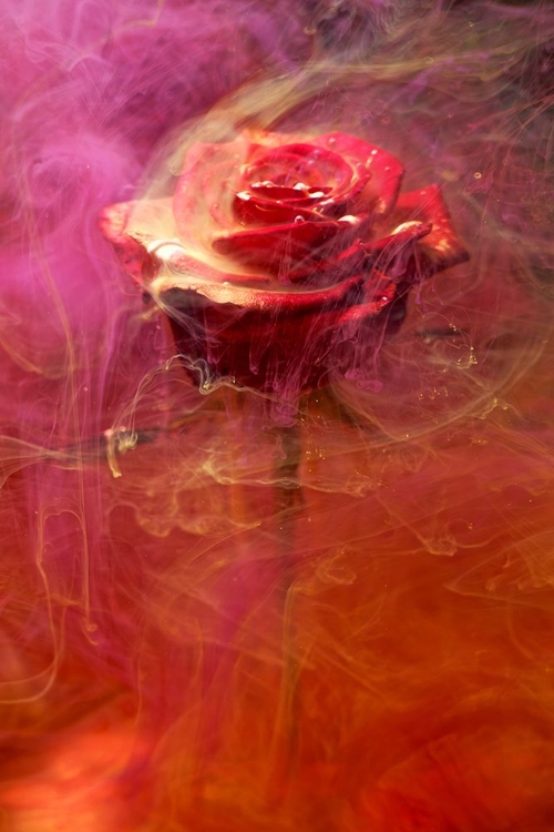 Picture of RED ROSE AND INK IN WATER