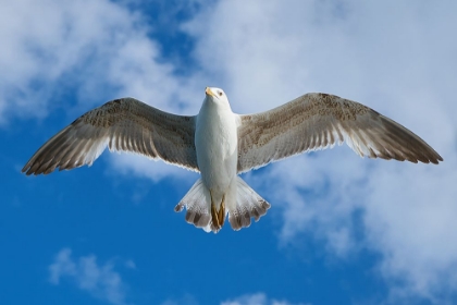 Picture of FLYING SEAGULL