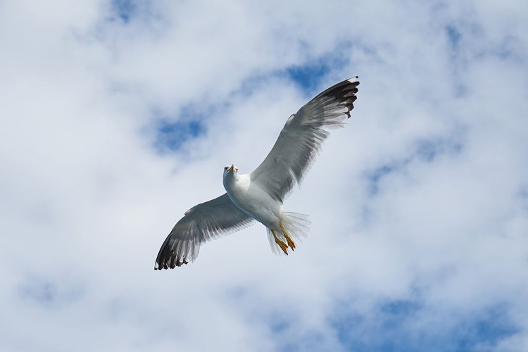 Picture of FLYING SEAGULL