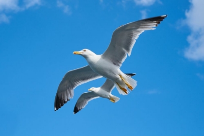 Picture of FLYING SEAGULL