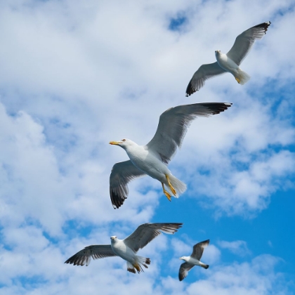 Picture of FLYING SEAGULL