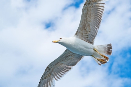 Picture of FLYING SEAGULL