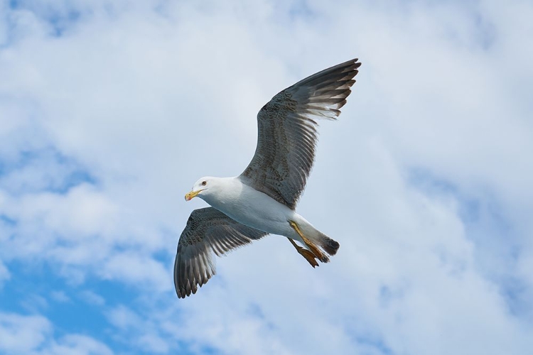 Picture of FLYING SEAGULL