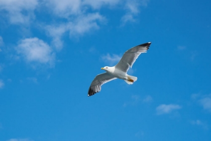 Picture of FLYING SEAGULL