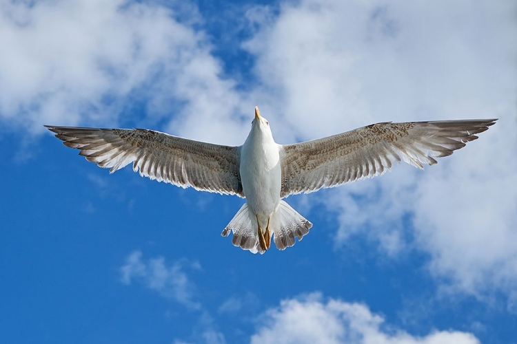 Picture of FLYING SEAGULL