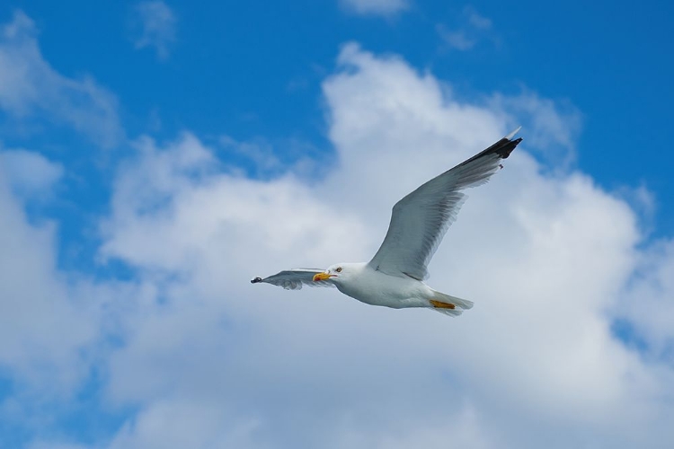 Picture of FLYING SEAGULL