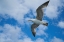Picture of FLYING SEAGULL