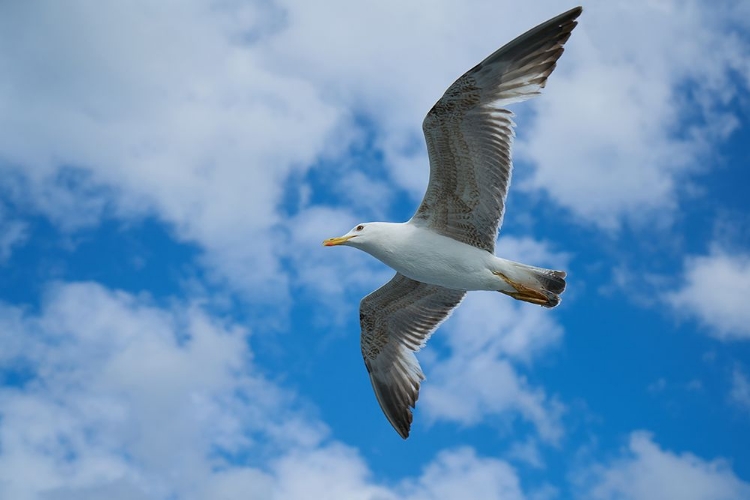 Picture of FLYING SEAGULL