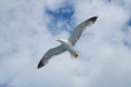 Picture of FLYING SEAGULL