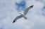 Picture of FLYING SEAGULL