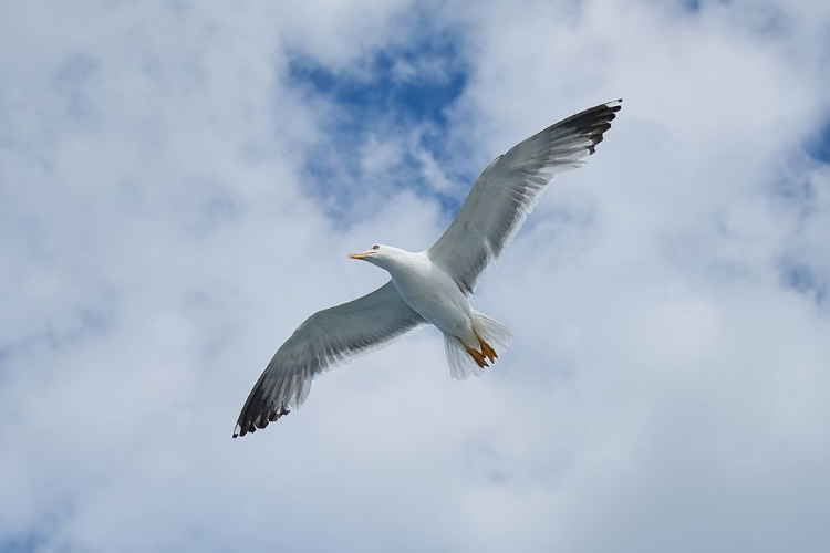 Picture of FLYING SEAGULL