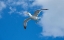 Picture of FLYING SEAGULL