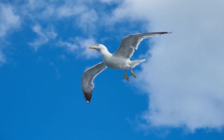 Picture of FLYING SEAGULL