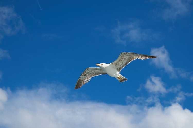 Picture of FLYING SEAGULL