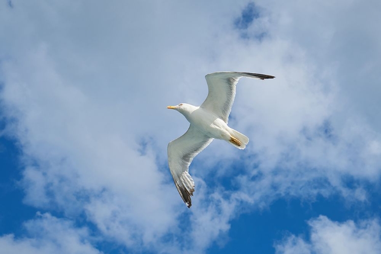 Picture of FLYING SEAGULL