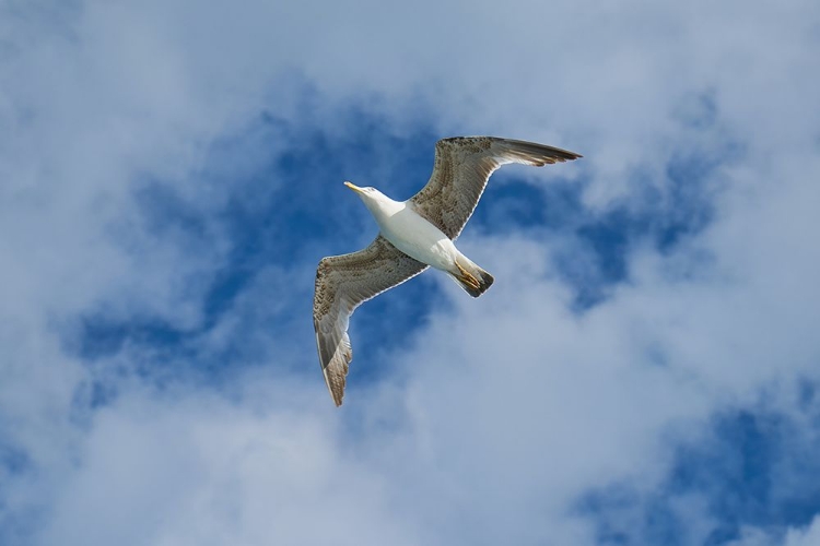 Picture of FLYING SEAGULL