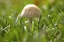 Picture of MUSHROOM