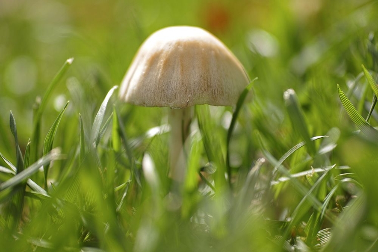 Picture of MUSHROOM