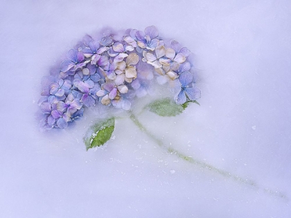 Picture of HIDRANGEN FLOWER AMONG THE ICE.