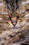Picture of CUTE CAT