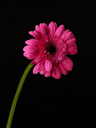 Picture of BEAUTIFUL FLOWER