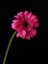Picture of BEAUTIFUL FLOWER