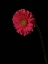 Picture of BEAUTIFUL FLOWER