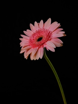 Picture of BEAUTIFUL FLOWER