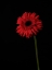 Picture of BEAUTIFUL FLOWER