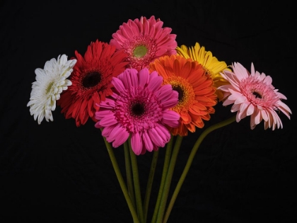 Picture of MULTICOLORED GERBERA FLOWERS