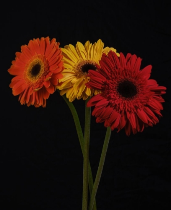 Picture of MULTICOLORED GERBERA FLOWERS