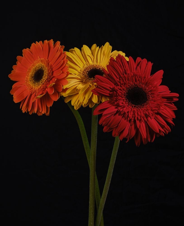 Picture of MULTICOLORED GERBERA FLOWERS