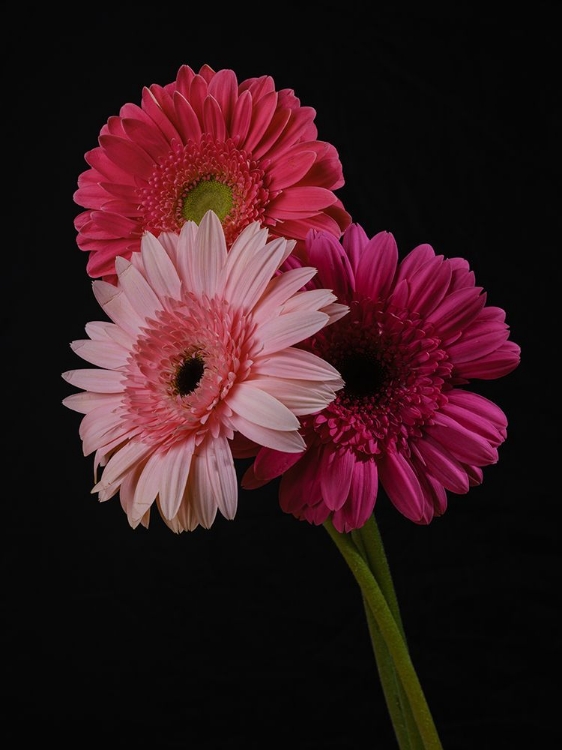 Picture of MULTICOLORED GERBERA FLOWERS