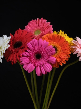 Picture of MULTICOLORED GERBERA FLOWERS